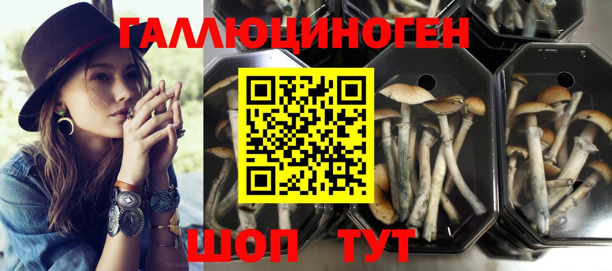 Псилоцибиновые грибы Cubensis Елизово